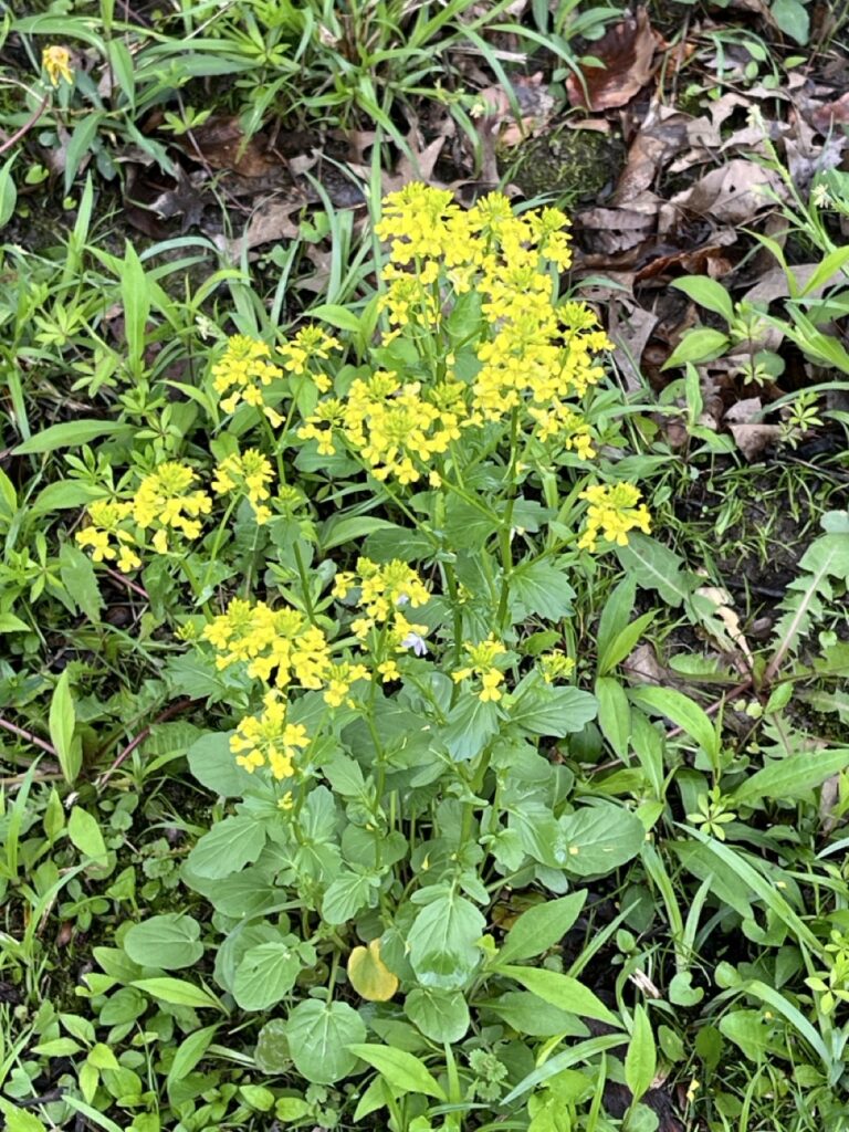 Bunches of small yellow flowers on a green leafy bush that has a mix of jagged and soft edged leaves