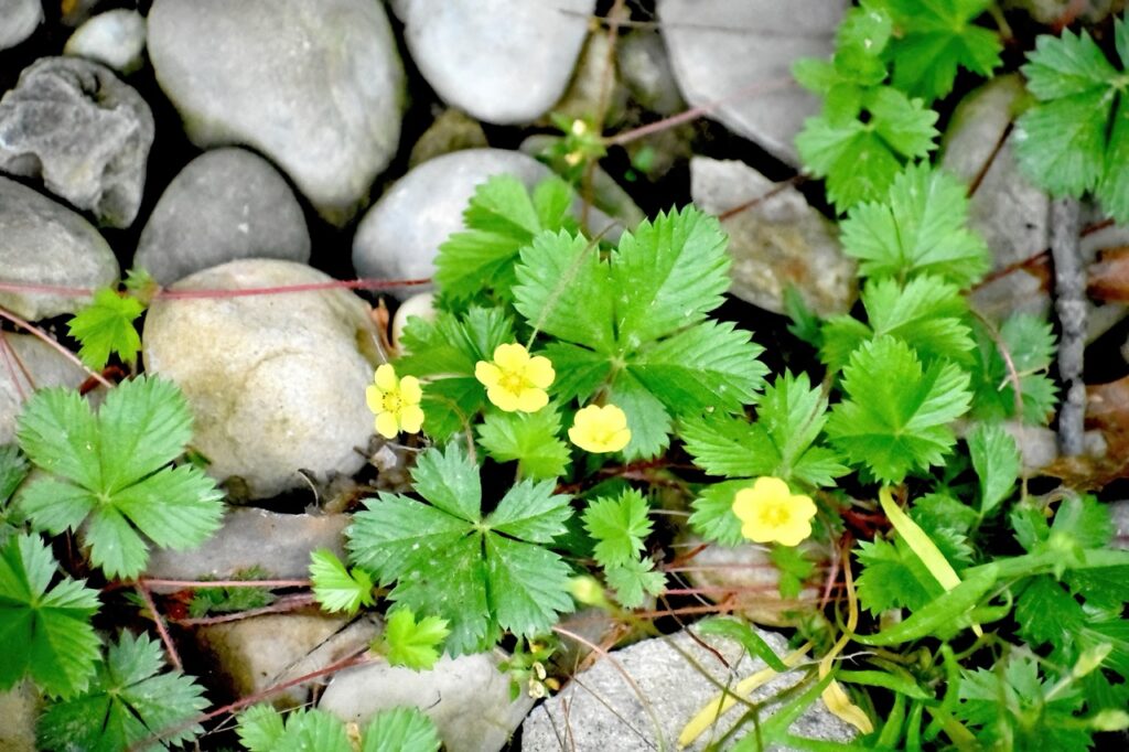 Sharp looking green leaves with tiny yellow flowers