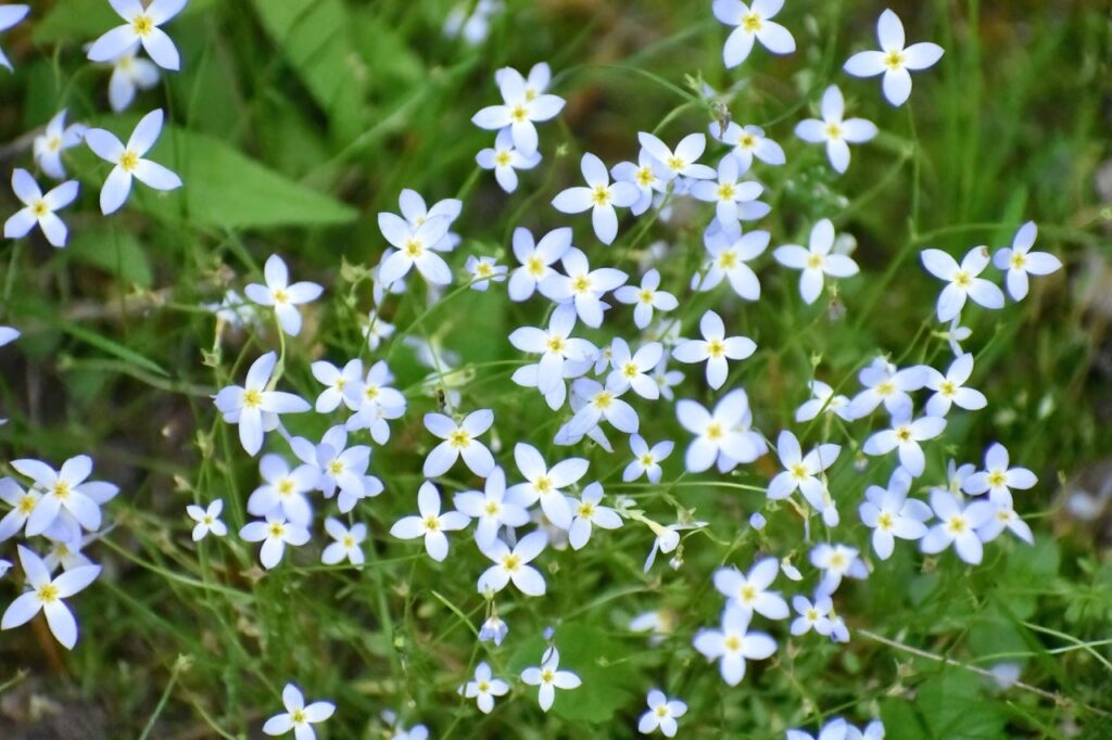 Tiny spike like blue flowers
