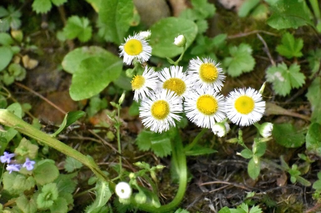 Round flower, lots of small white straight pedals around a yellow center