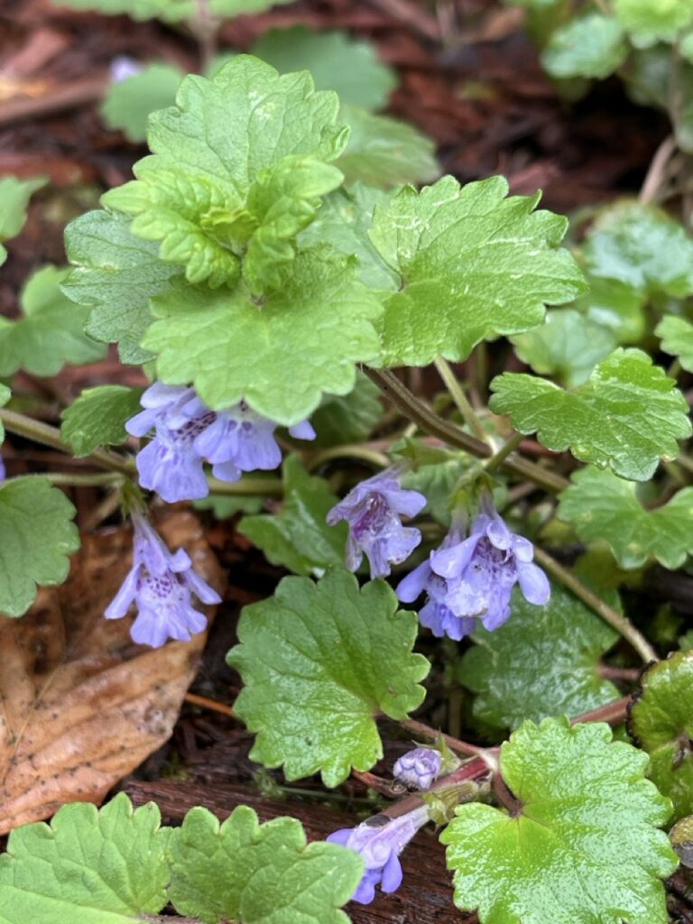 flat jagged green leaves and small purple flowers pointing down under the leaves