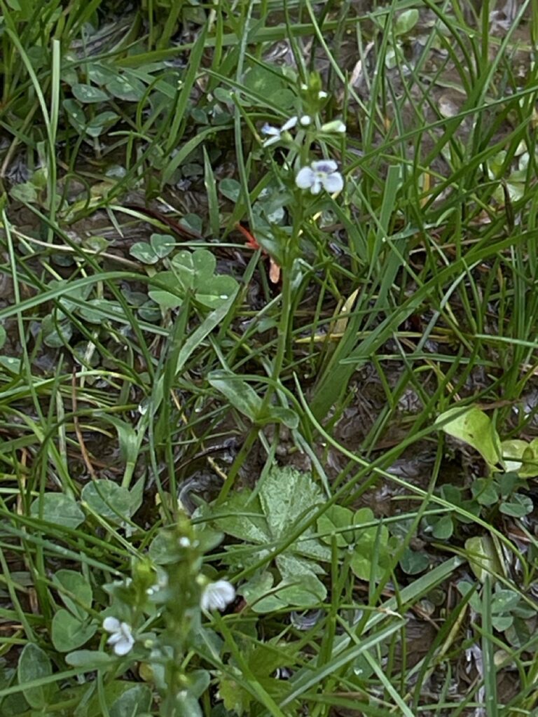 Tiny blue flowers with 4-5 pedals on a tall green stem