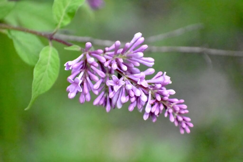 Cluster of small purple trumpet looking flowers
