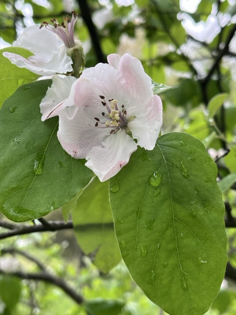 flower, almost ball shaped, white with light pink highlights, 5 pedals