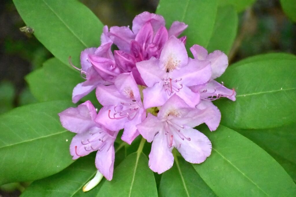 Cluster of purple flowers each with 5 leaves