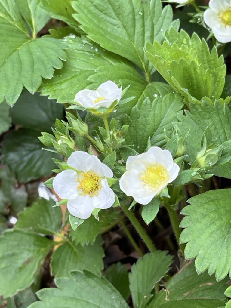two white flowers, small with yellow centers