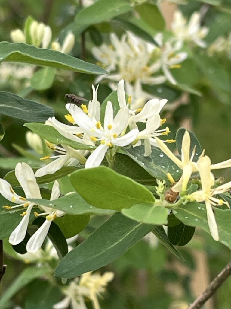 bunches of thin messy looking white flowers with 3 to 5 flat petals and a cone shaped base