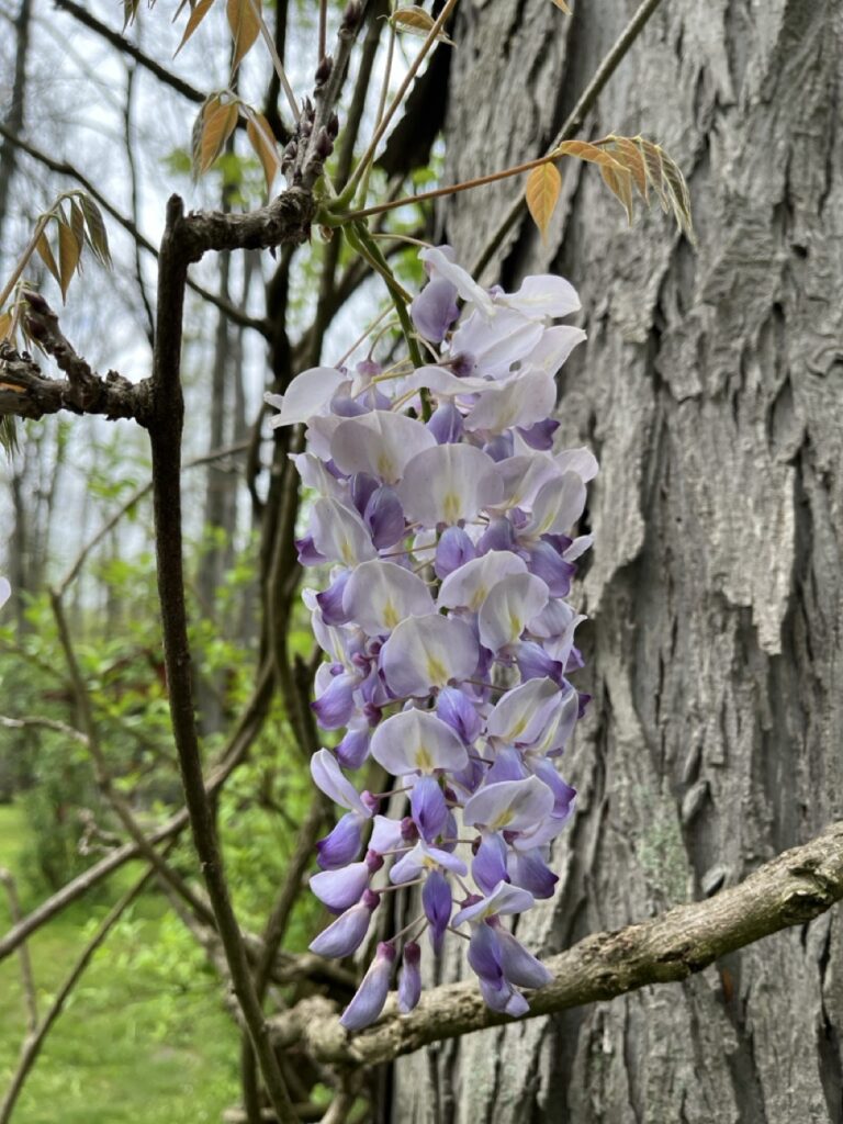 tall cluster of purple flowers (20 or more), each smaller, purple on white pedals
