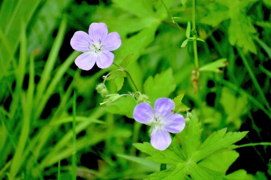 Green grass leaves, with two quarter sized 5 leaved purple flowers